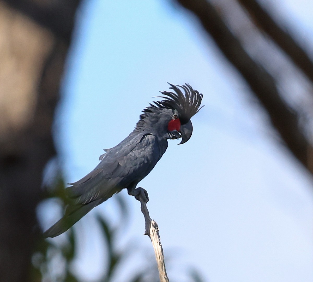 palmekakadu - ML611529504