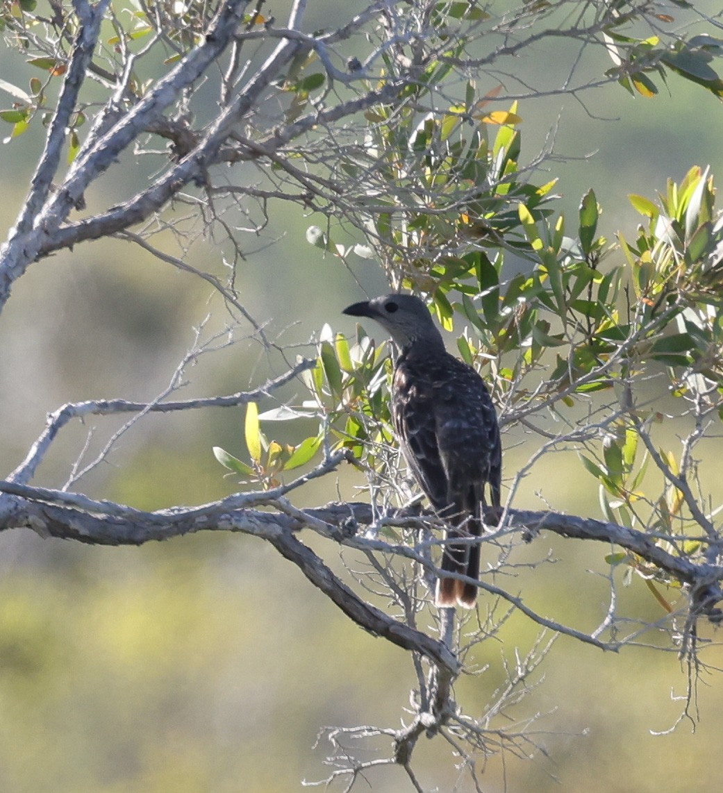 Fawn-breasted Bowerbird - Luke sbeghen