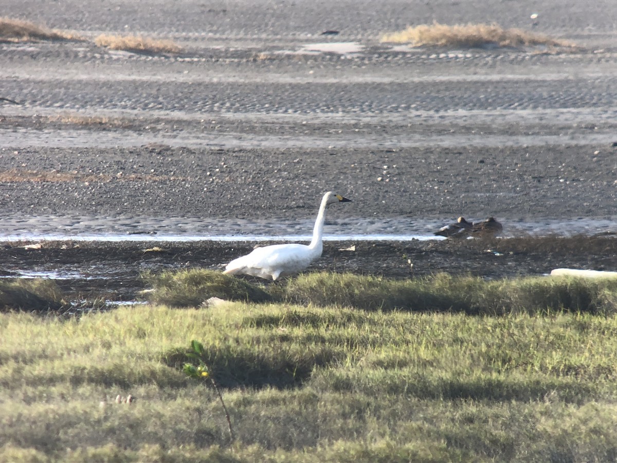 Tundra Swan - HsuehHung Chang