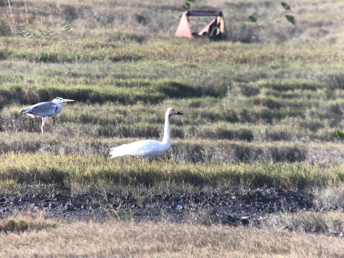 Tundra Swan - ML611529565