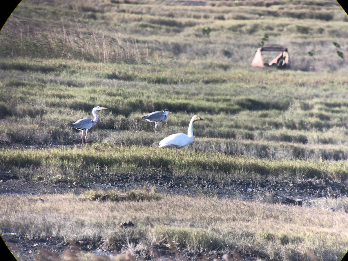 Tundra Swan - ML611529566