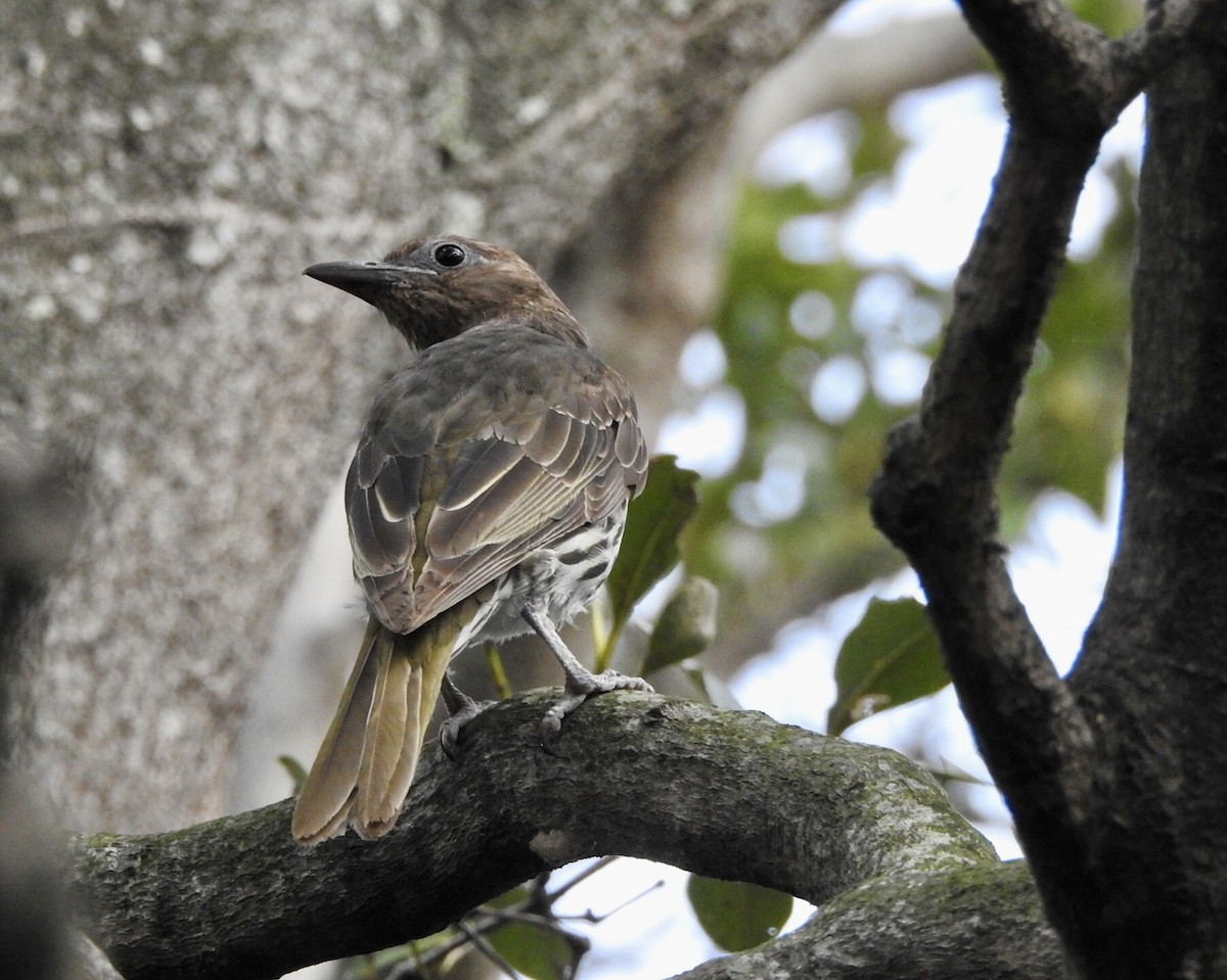 Australasian Figbird - ML611529624