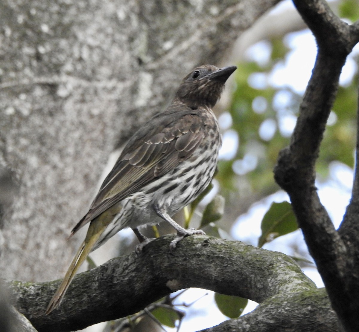 Australasian Figbird - ML611529625