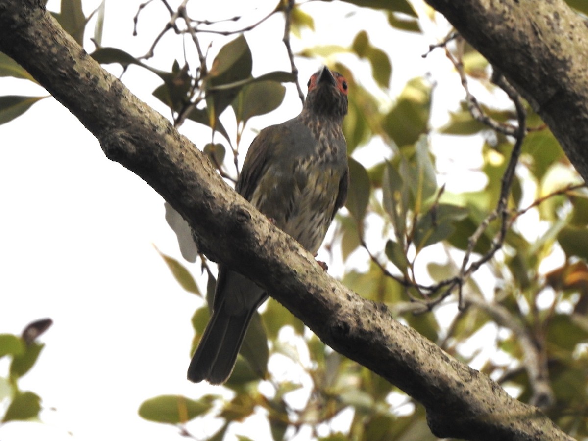 Australasian Figbird - ML611529626