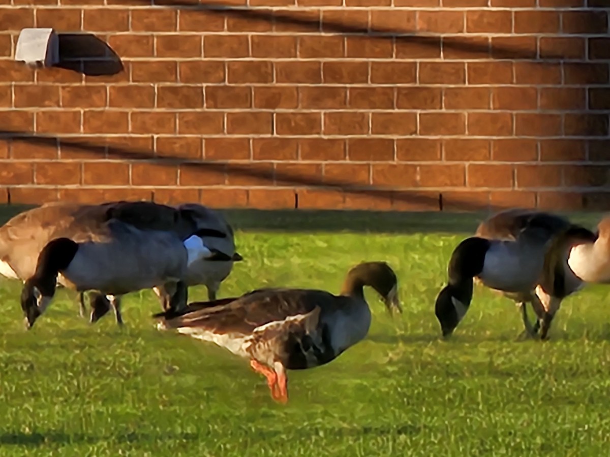 Greater White-fronted Goose - ML611529632