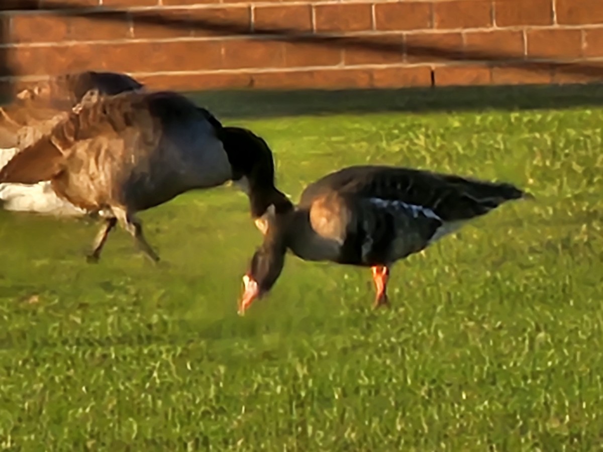 Greater White-fronted Goose - ML611529633