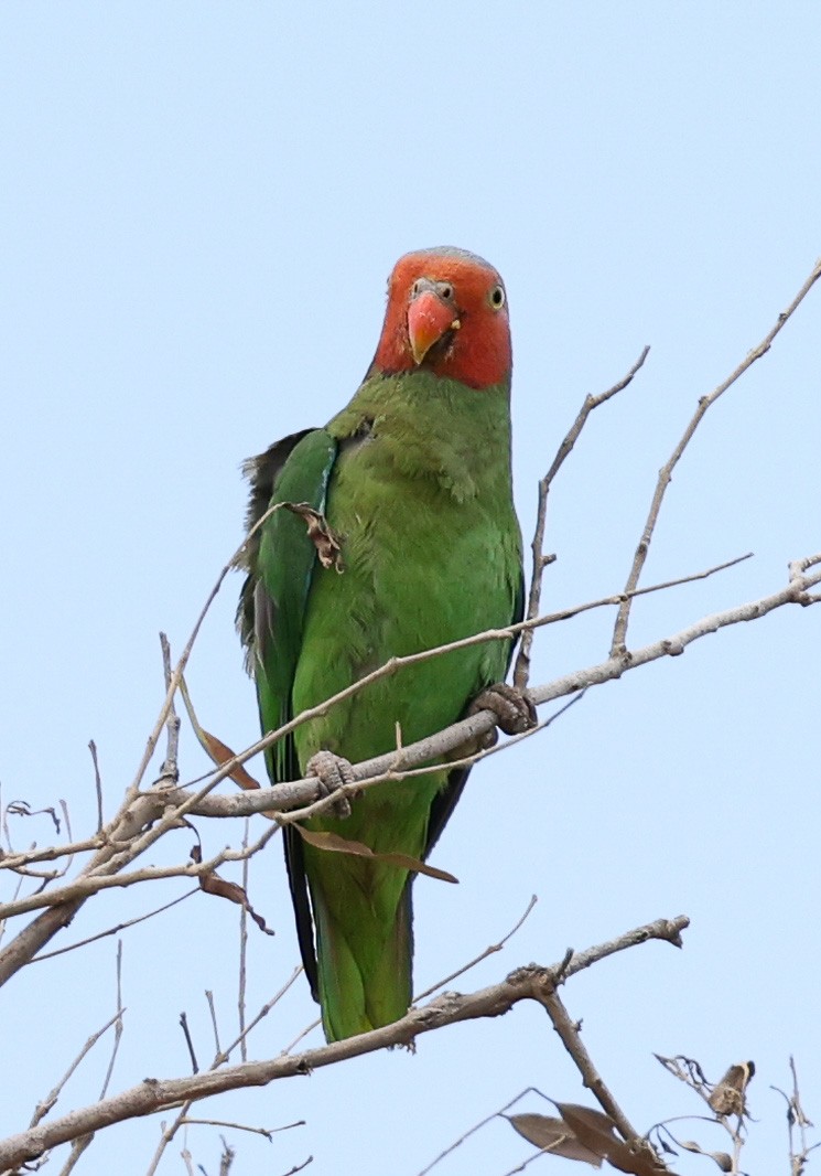 Red-cheeked Parrot - ML611529659