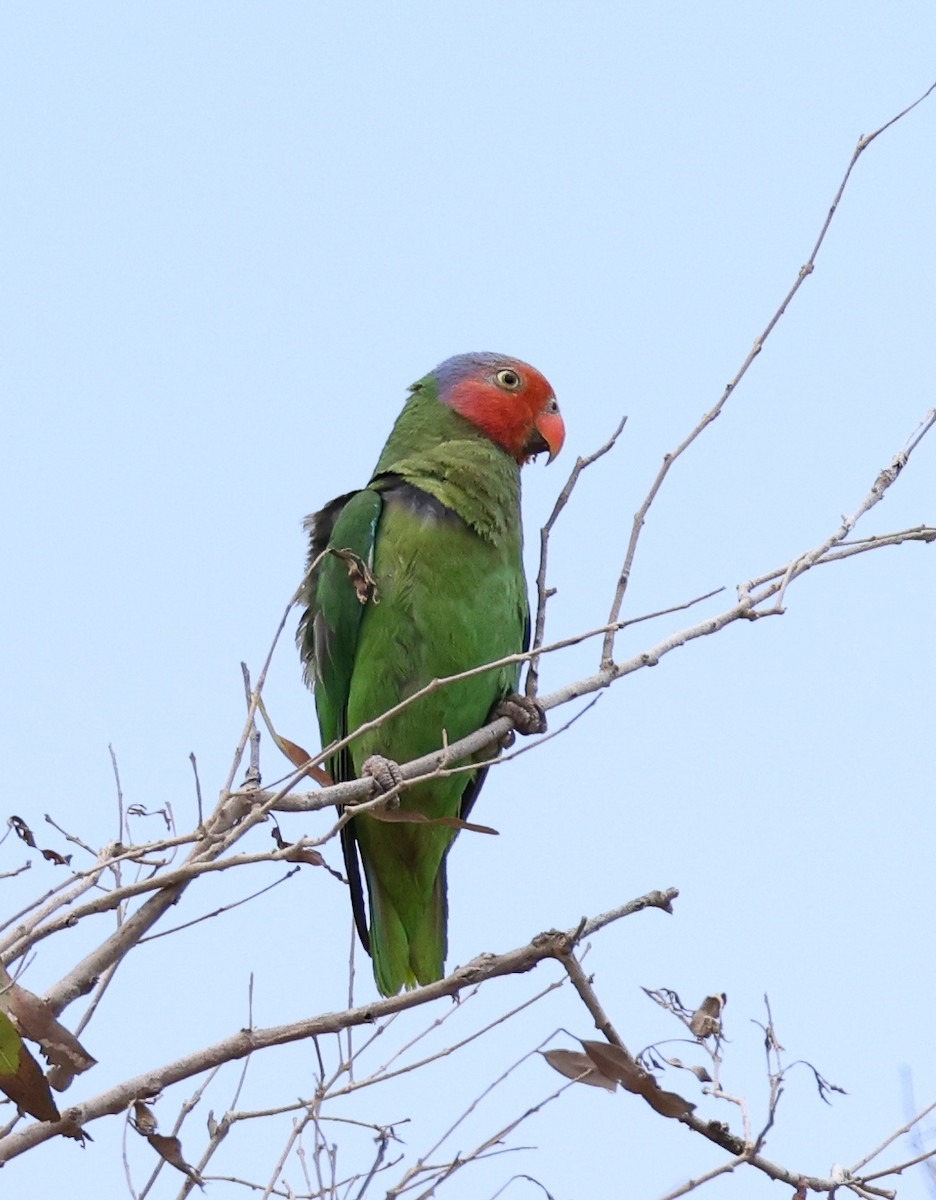 Red-cheeked Parrot - ML611529660