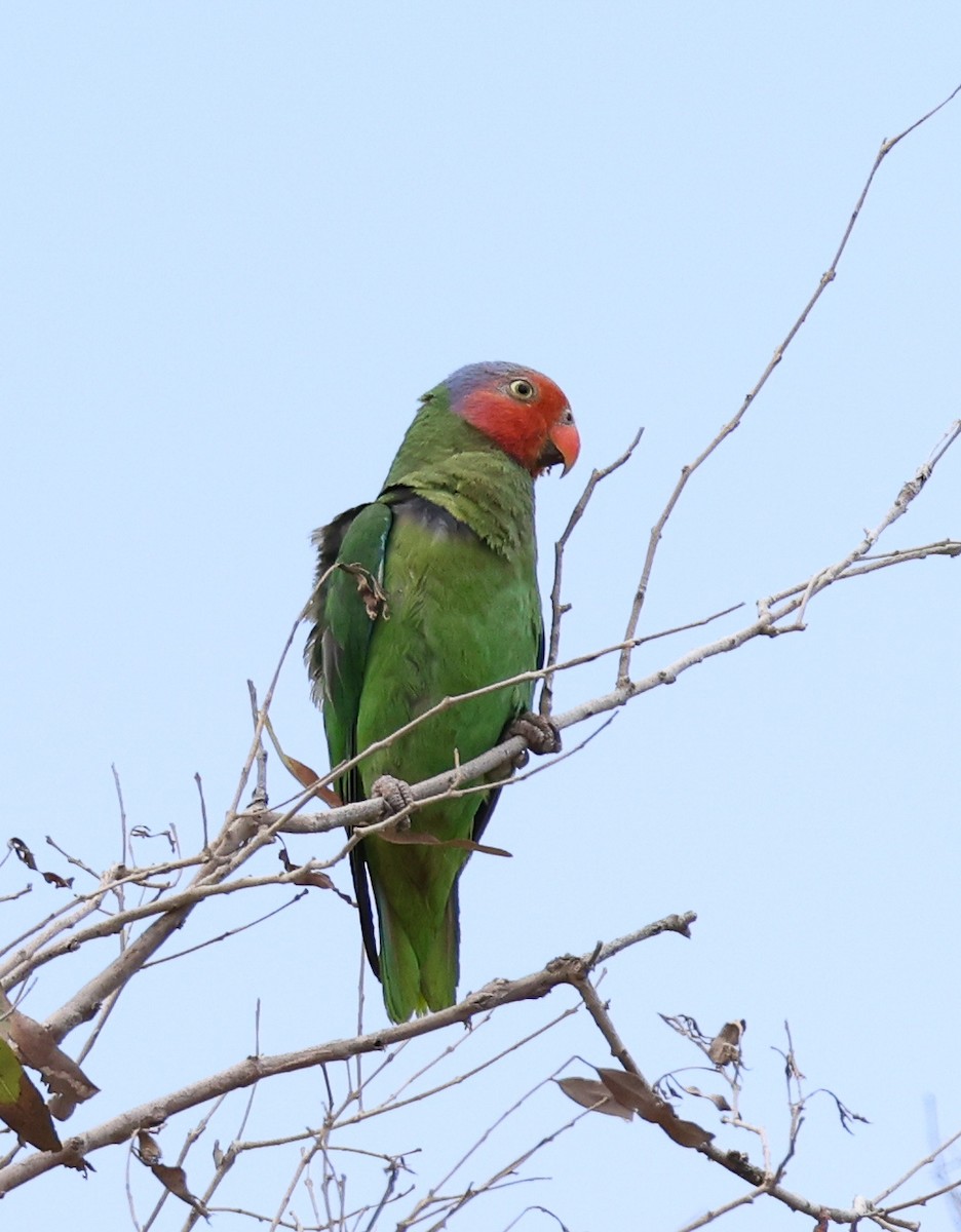 Red-cheeked Parrot - ML611529660