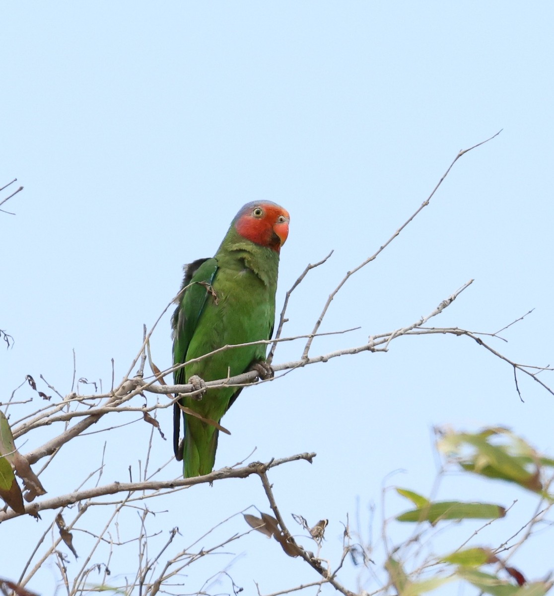Red-cheeked Parrot - ML611529661