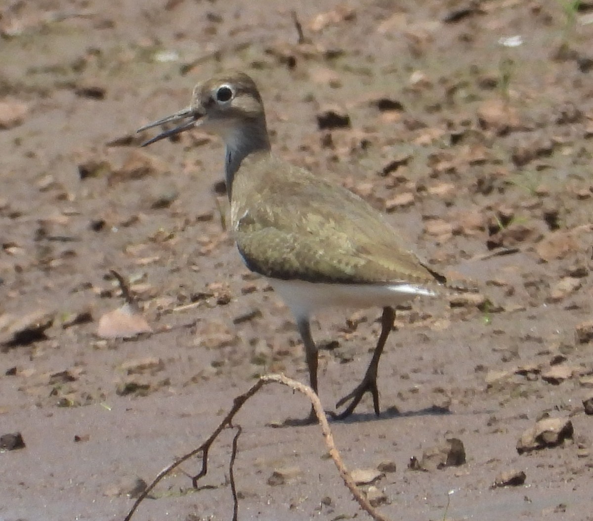 Wood Sandpiper - ML611529669