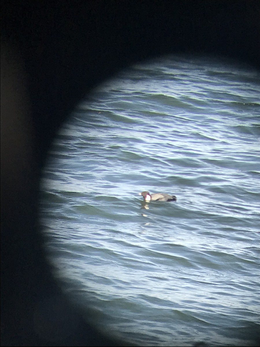 Ancient Murrelet - ML611529685