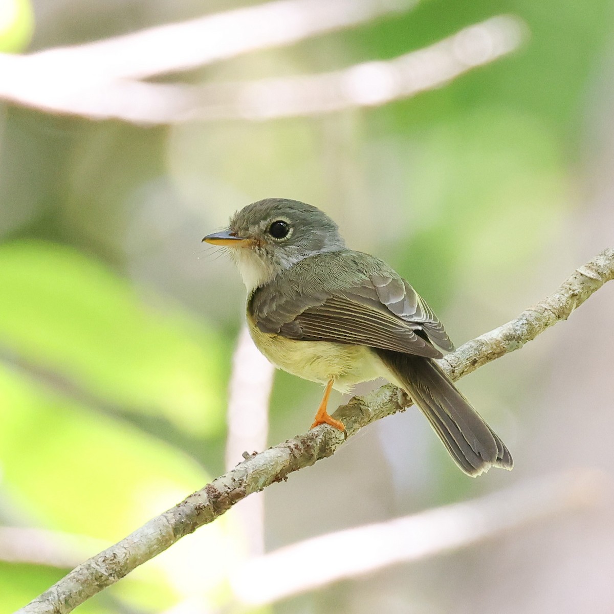 Yellow-legged Flyrobin - ML611529764