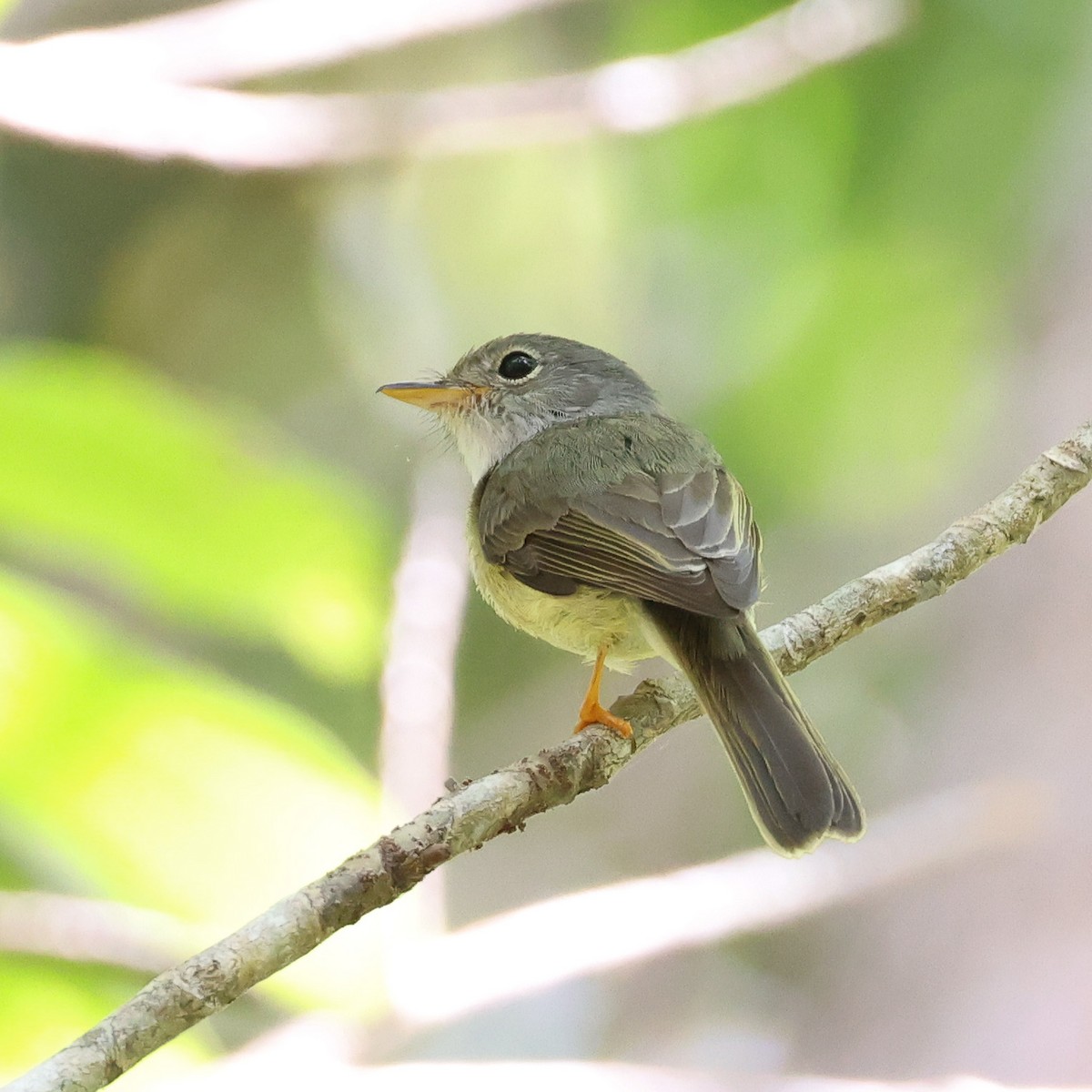 Yellow-legged Flyrobin - ML611529766