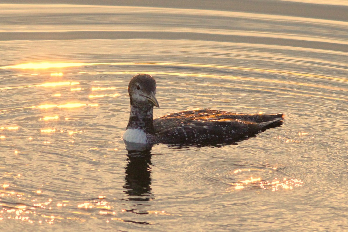 Common Loon - ML611529785