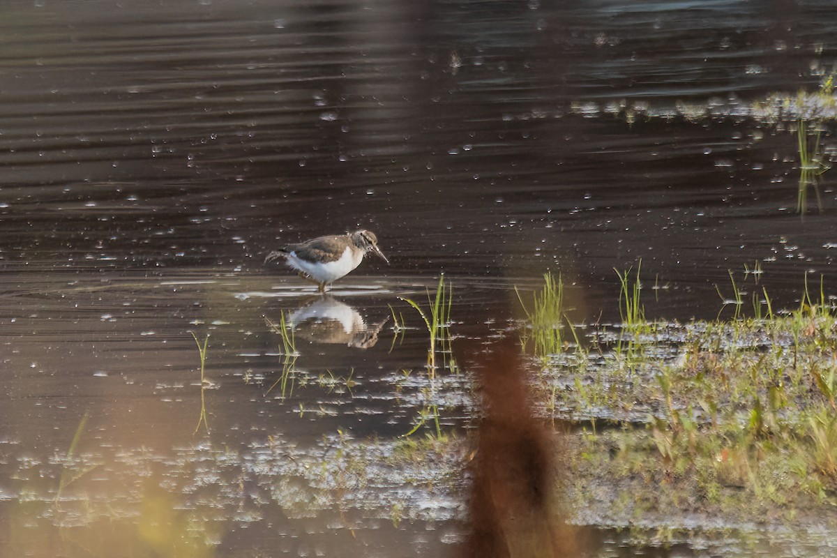 Spotted Sandpiper - ML611529861