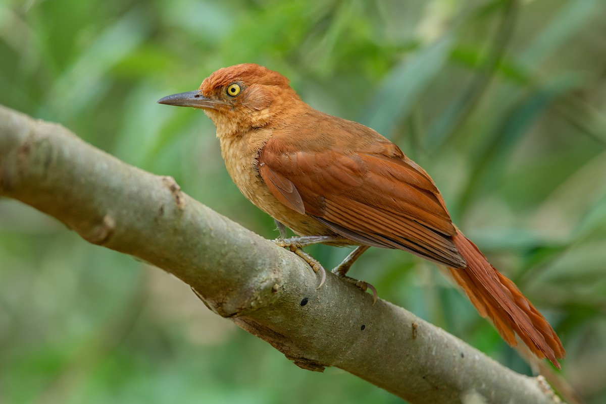 Chestnut-capped Foliage-gleaner - LUCIANO BERNARDES