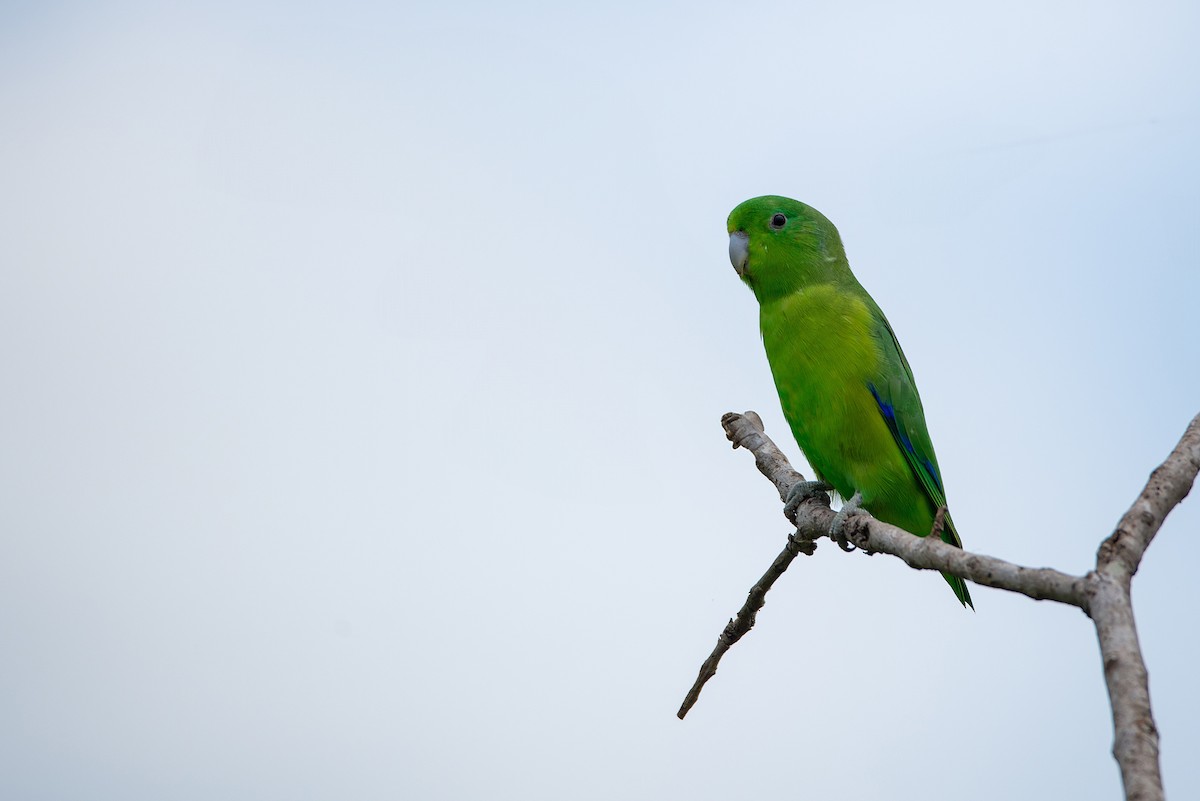 Cobalt-rumped Parrotlet - ML611529915
