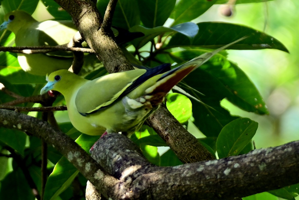 Pin-tailed Green-Pigeon - ML611529936