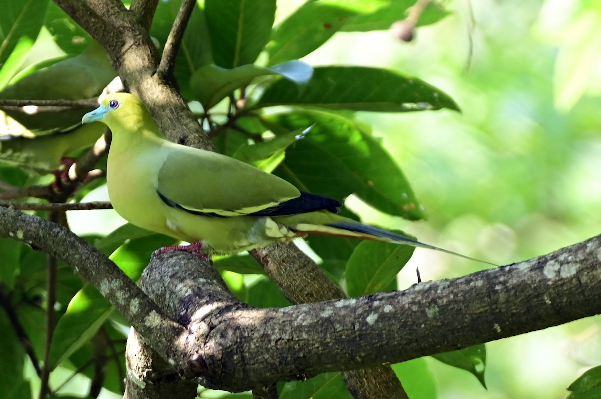 Pin-tailed Green-Pigeon - DEBASISH CHATTEERJEE