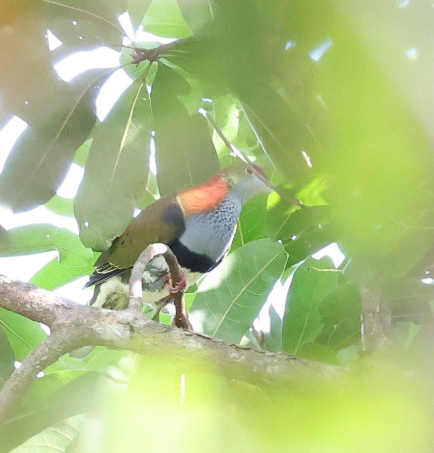 Superb Fruit-Dove - ML611529952