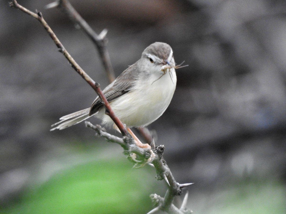 Plain Prinia - Jayendra Rakesh Yeka