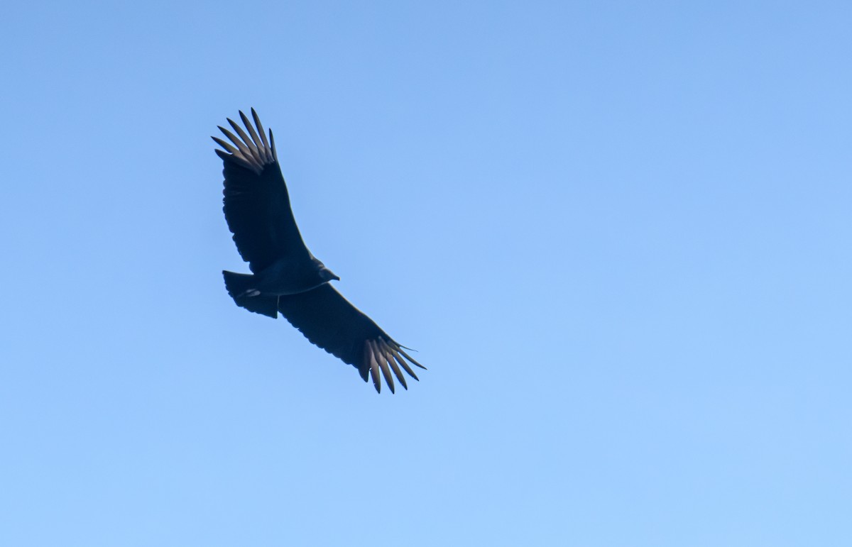 Black Vulture - ML611530028