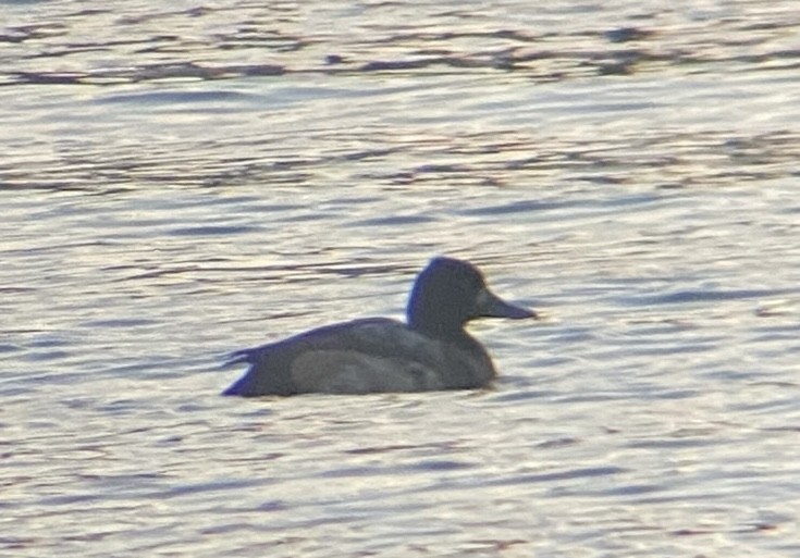 Lesser Scaup - ML611530058