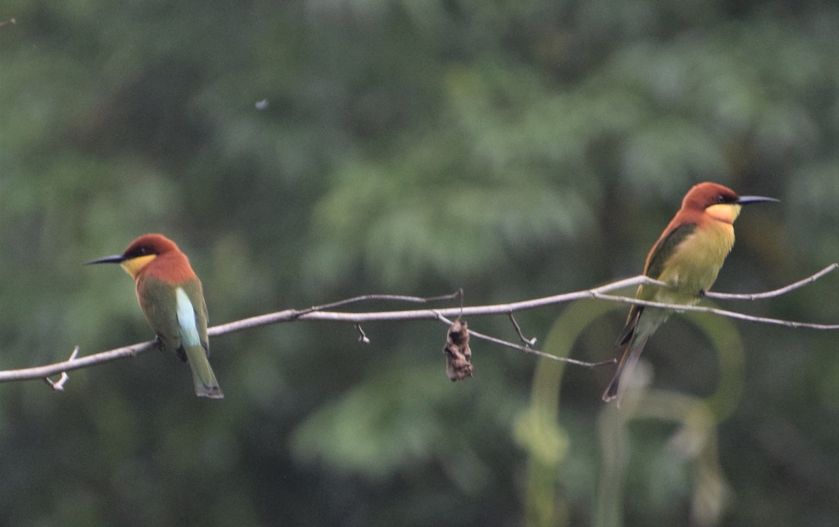 Chestnut-headed Bee-eater - ML611530064