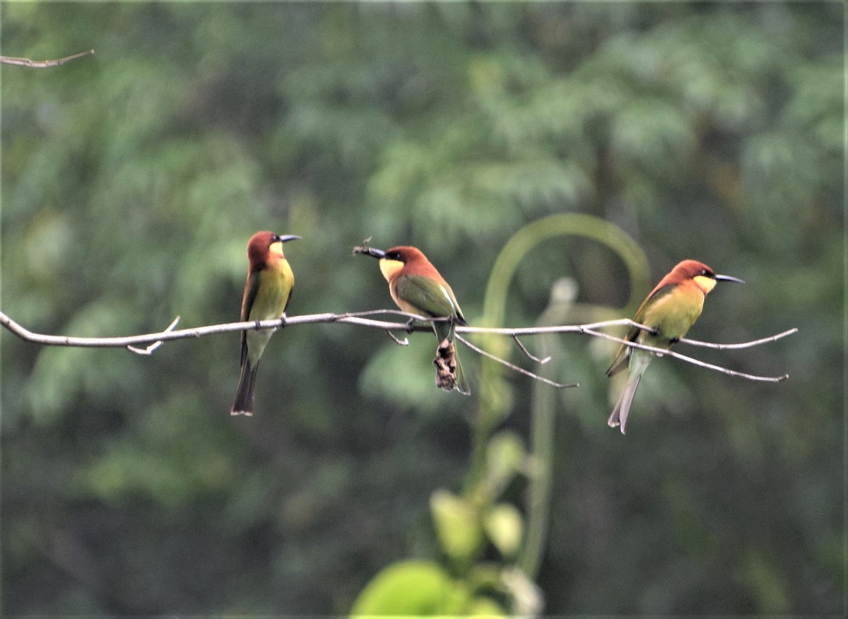 Chestnut-headed Bee-eater - ML611530065