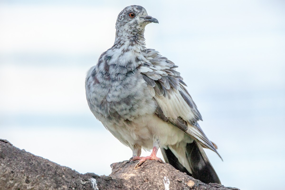 Rock Pigeon (Feral Pigeon) - Reuben Lim