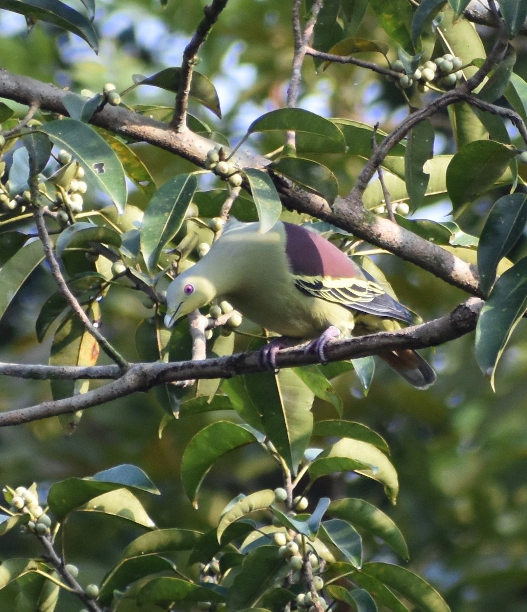 Gray-fronted Green-Pigeon - ML611530164