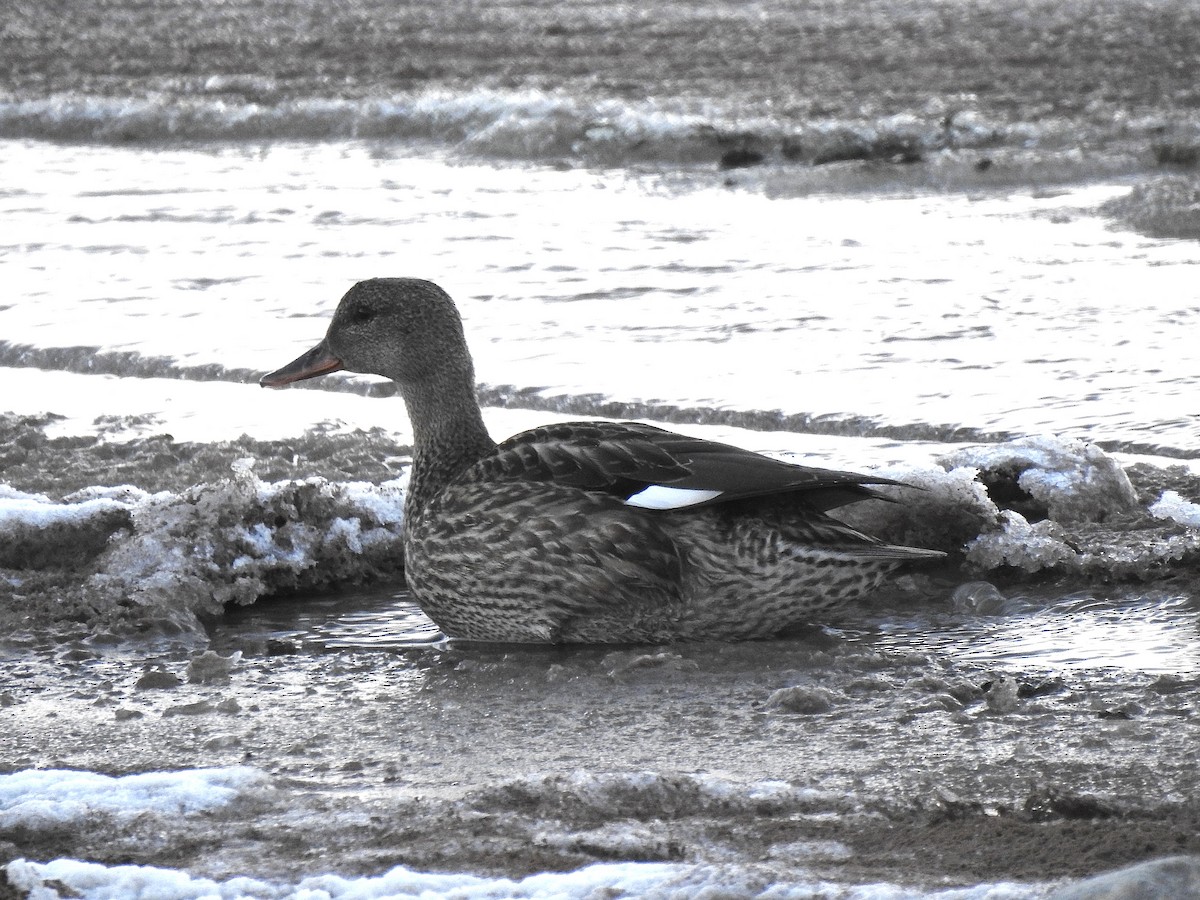 Canard chipeau - ML611530341