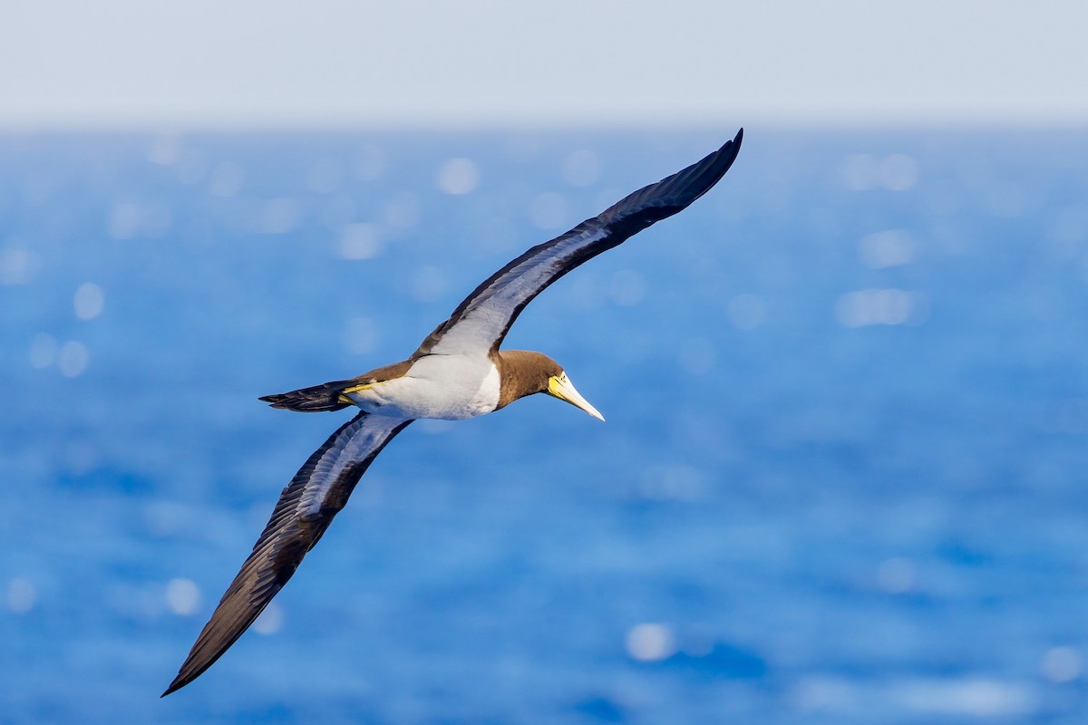 Brown Booby - Anonymous