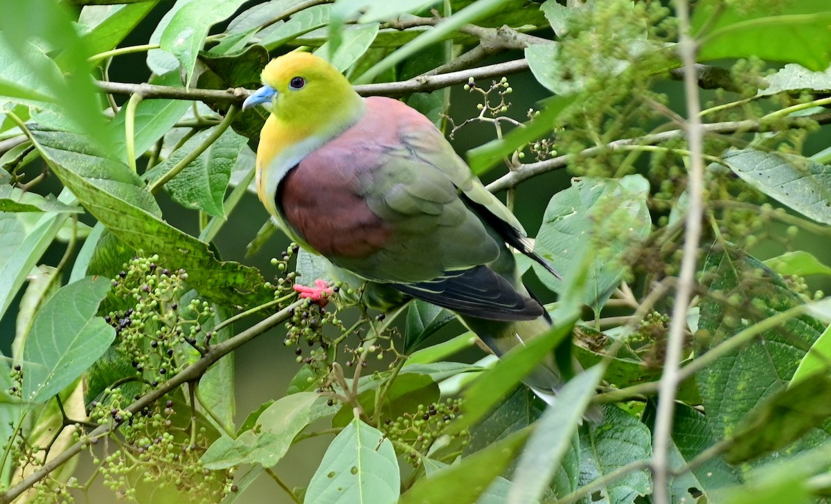 Wedge-tailed Green-Pigeon - ML611530451