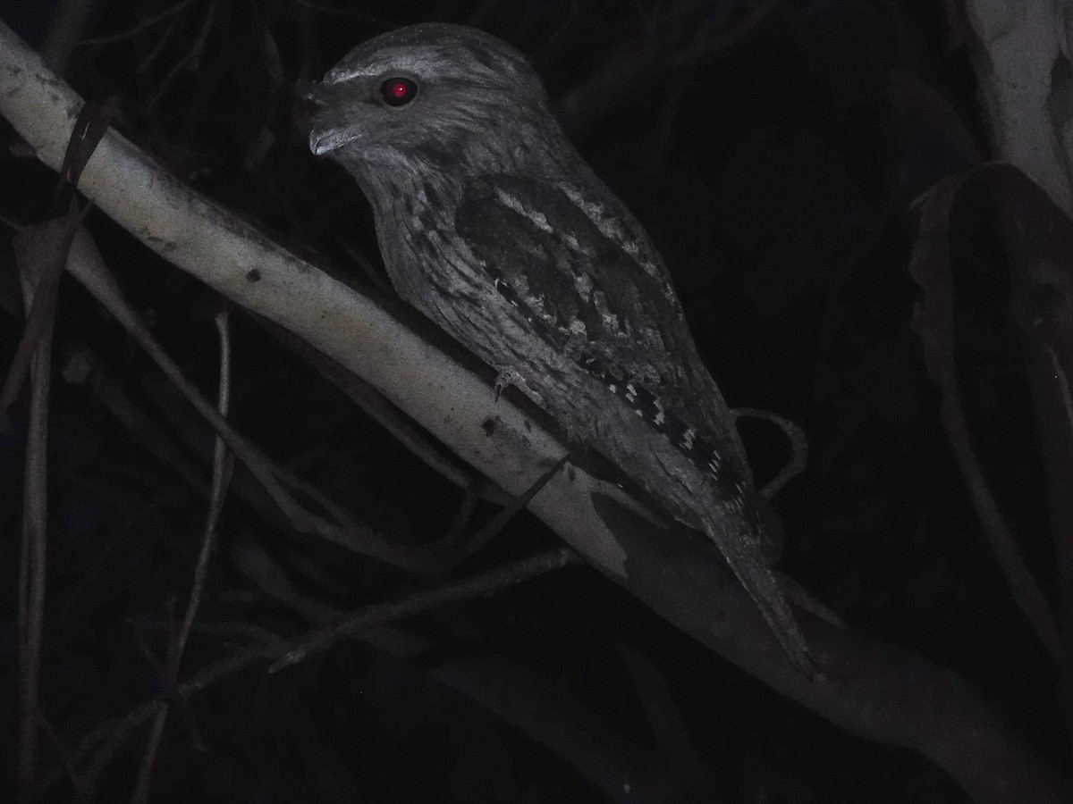 Tawny Frogmouth - George Vaughan