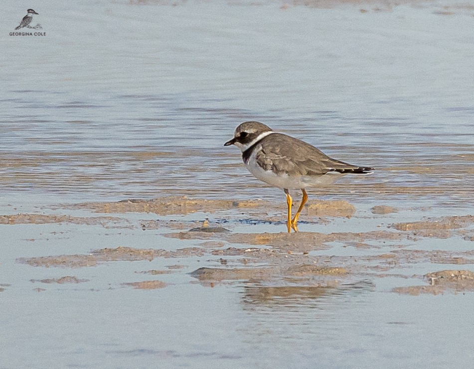 Common Ringed Plover - ML611530567