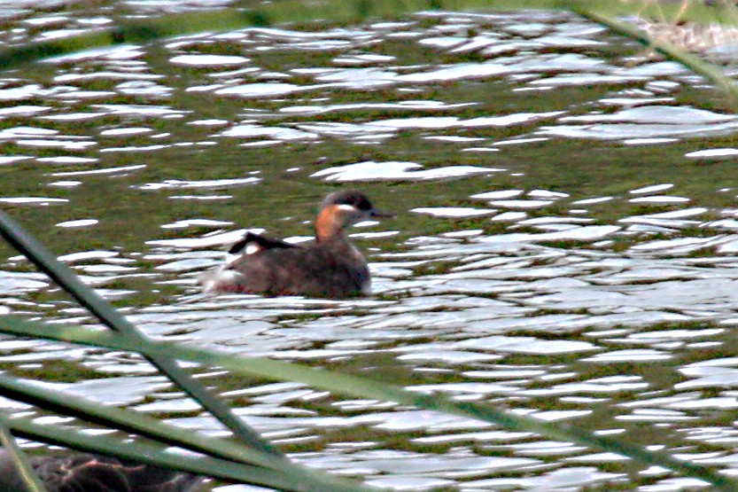 Madagascar Grebe - ML611530580