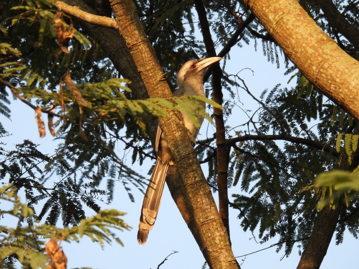 Indian Gray Hornbill - Vishnu T