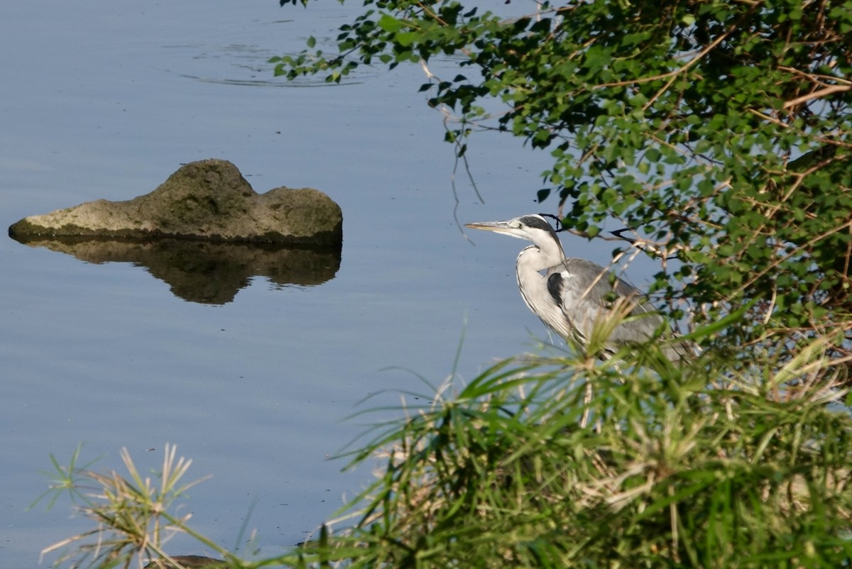 Gray Heron - ML611530883