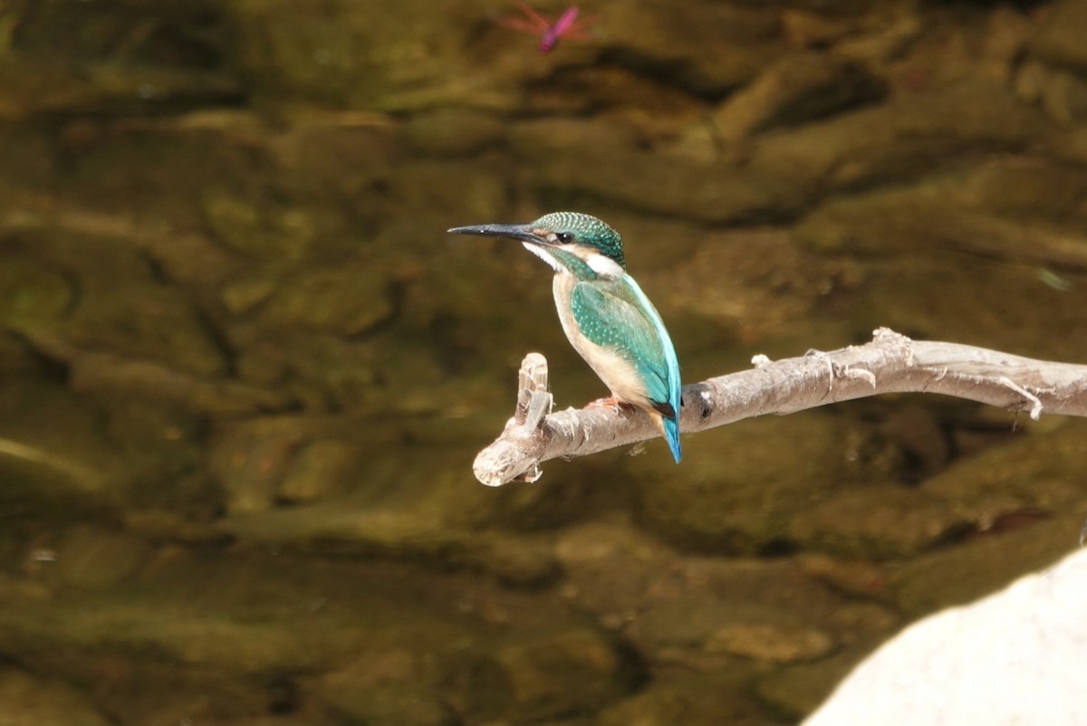 Common Kingfisher - ML611530894