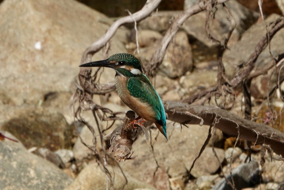 Common Kingfisher - ML611530895