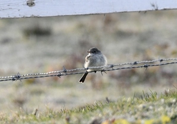 Gray Flycatcher - ML611530980