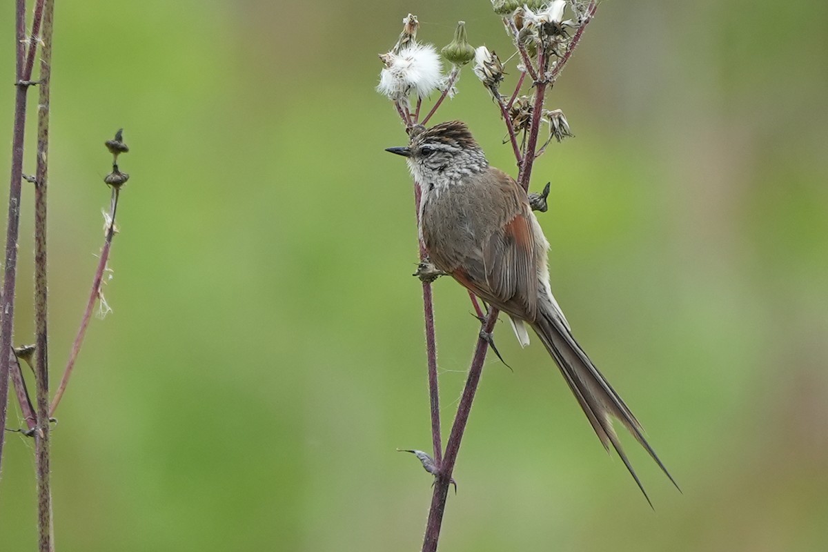 Plain-mantled Tit-Spinetail - ML611531059