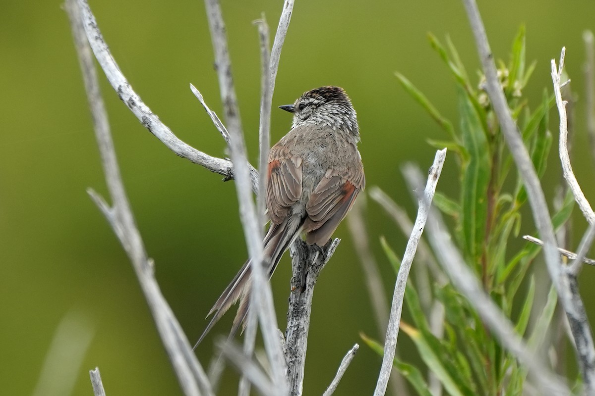 Plain-mantled Tit-Spinetail - ML611531060