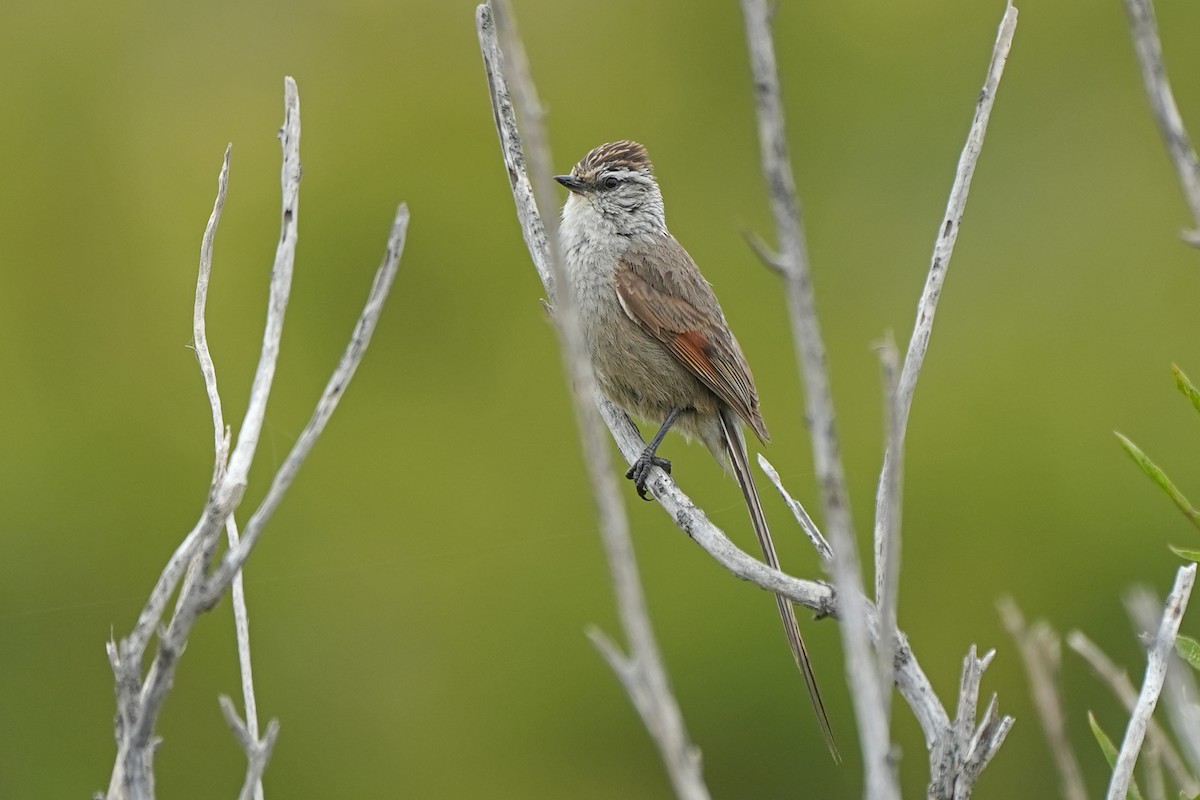 Plain-mantled Tit-Spinetail - ML611531061