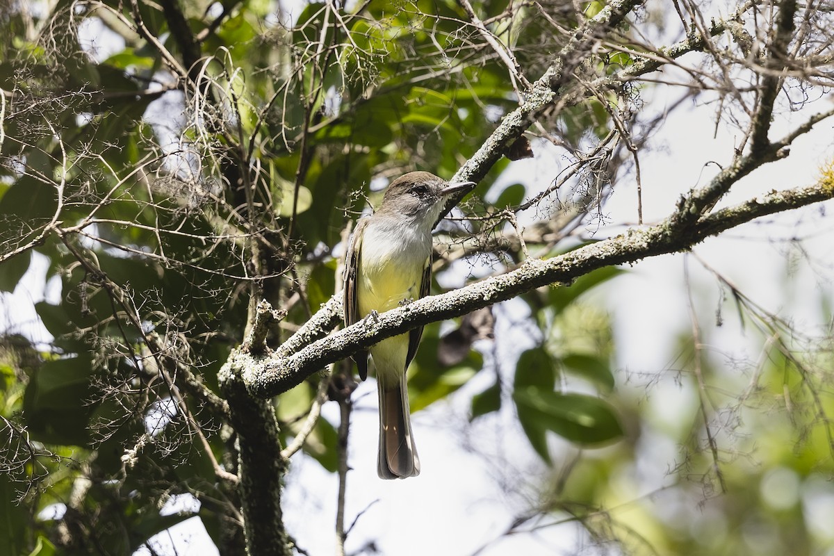 Stolid Flycatcher - ML611531116