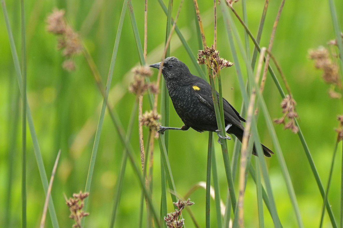 Yellow-winged Blackbird - ML611531160
