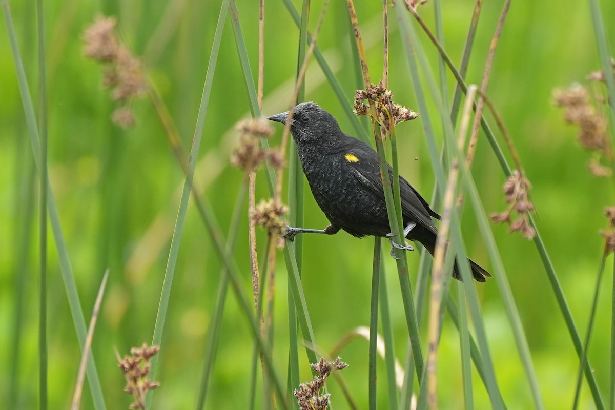 Yellow-winged Blackbird - Nancy Elliot