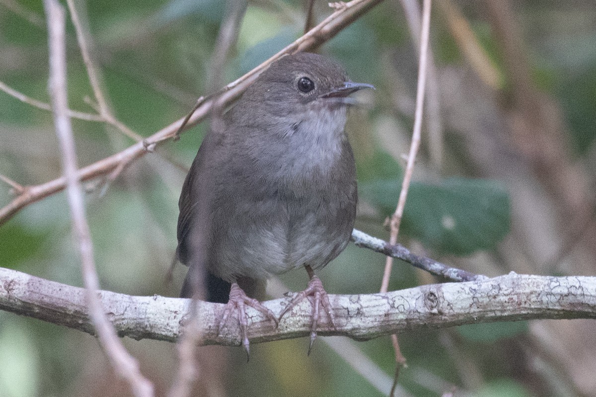 Knysna Warbler - ML611531186